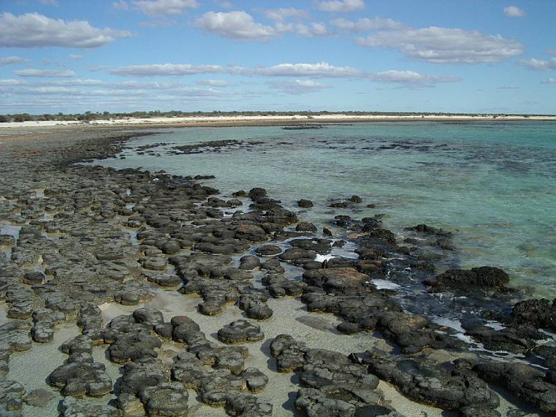 imgp4216.jpg - Stromatolites, Hamelin Pool