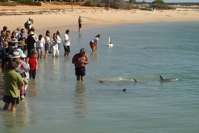 imgp4325.jpg - Dolphins at Monkey Mia