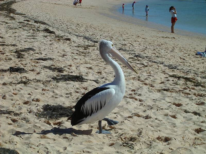 imgp4343.jpg - Pelican at Monkey Mia