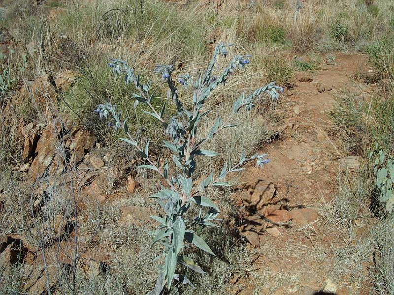 imgp2828.jpg - Old Halls Creek area