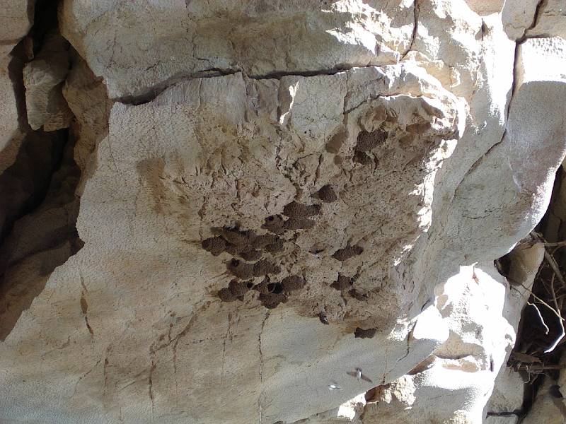 imgp2969.jpg - Geike Gorge -swallows' nests