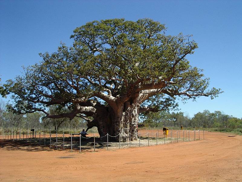 imgp3061.jpg - Rest stop under boab tree