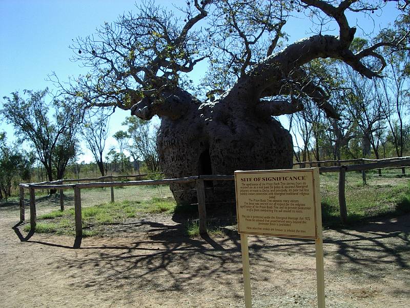 imgp3115.jpg - Derby - Prison Boab tree