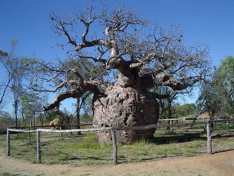 imgp3116.jpg - Derby - Prison Boab tree