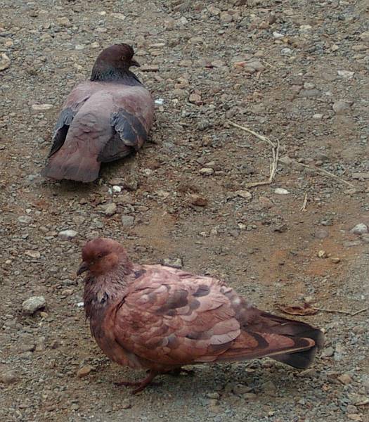 imgp3529.jpg - Port Hedland - pigeons covered with red dust