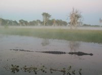 Crocodile in the mist, Yellow Water, Kakadu N.P.