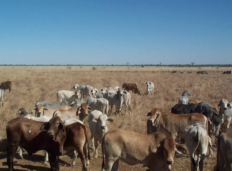 dcp_1189.jpg - Great Top Road, Brahmin cross cattle