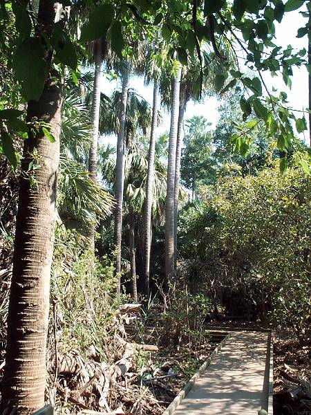 dcp_1246.jpg - Elsey NP, Mataranka, NT