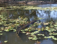 Crocodile in lagoon at Mt Borradaile