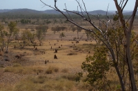 View from Site D; note termite mounds