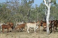Cattle at Charnley River Station