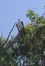 Sea Eagle, Yellow Waters, Kakadu NP