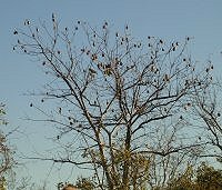Bats roosting in tree