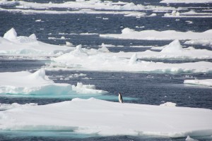 First penguin sighted