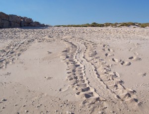 Turtle tracks, Bigge Island