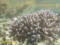 Coral at Montgomery Reef