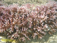 Coral at Montgomery Reef