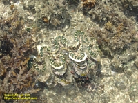 Clam at Montgomery Reef
