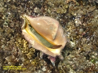 Conch shell (live) at Montgomery Reef
