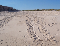 Turtle tracks, Bigge Island