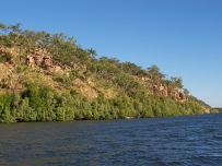 Mangrove lines the Prince Regent River