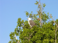 White-breasted sea eagle