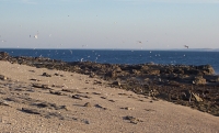Terns at Sterna Island