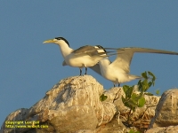 Tern on Sterna Island