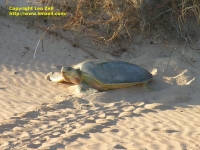 Turtle at Bare Sand Island