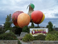 Cromwell giant fruit
