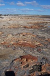 Stomatolite area at Hamelin Pool