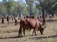 Cattle and termite mounds