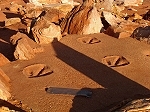 Cast of dinosaur footprints