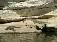Freshwater crocodiles, Geikie Gorge