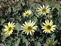 Wildflowers, WA