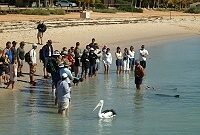 Monkey Mia - pelican joins dolphins