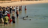 Feeding time at Monkey Mia - more dolphins arrive