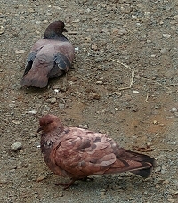 Discoloured pigeons at Port Hedland