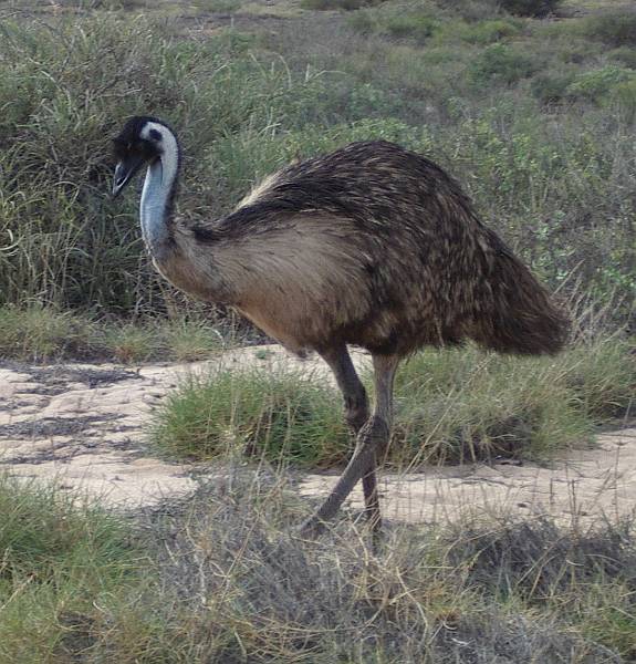 imgp3969a.jpg - Emu