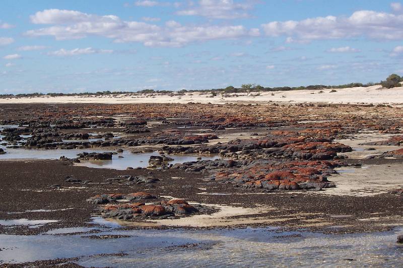 100_1251.jpg - Stromatolites, Hamelin Pool
