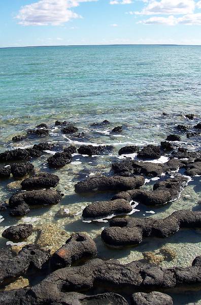 100_1254.jpg - Stromatolites, Hamelin Pool