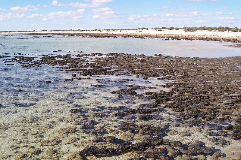 100_1256.jpg - Stromatolites, Hamelin Pool