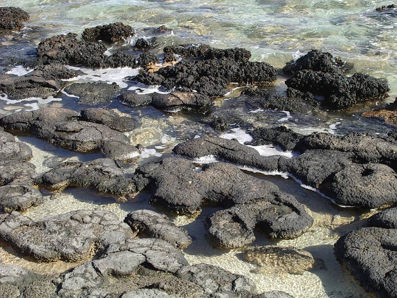 imgp4214.jpg - Stromatolites, Hamelin Pool