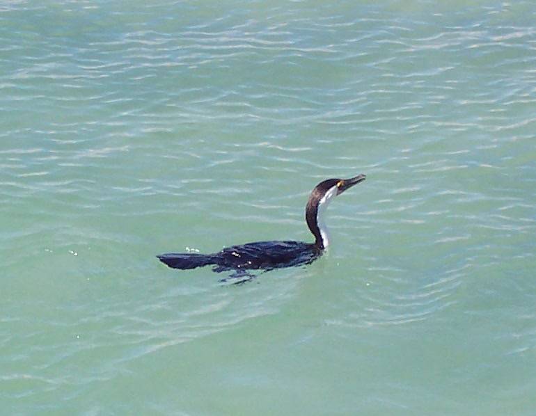 100_1259.jpg - Sea bird at Monkey Mia