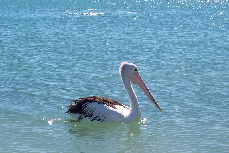 100_1272.jpg - Pelican at Monkey Mia