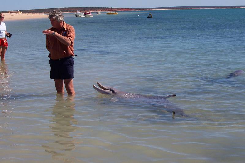 100_1276.jpg - Dolphins at Monkey Mia