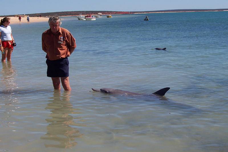 100_1278.jpg - Dolphins at Monkey Mia