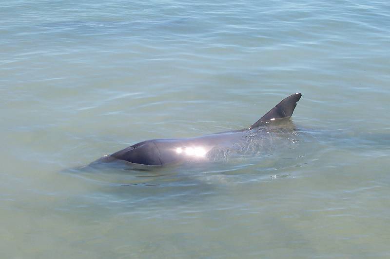 100_1285.jpg - Dolphins at Monkey Mia