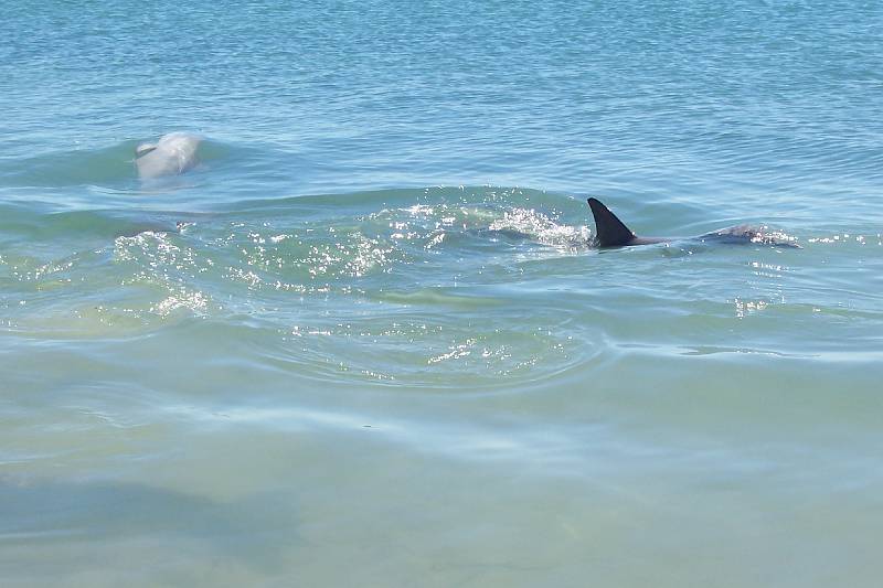 100_1286.jpg - Dolphins at Monkey Mia