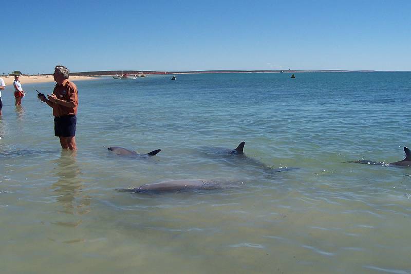 100_1291.jpg - Dolphins at Monkey Mia